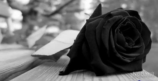 معنی گل رز سیاه معنی گل رز سیاه