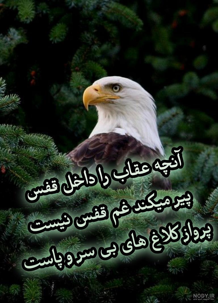وزن عقاب وزن عقاب