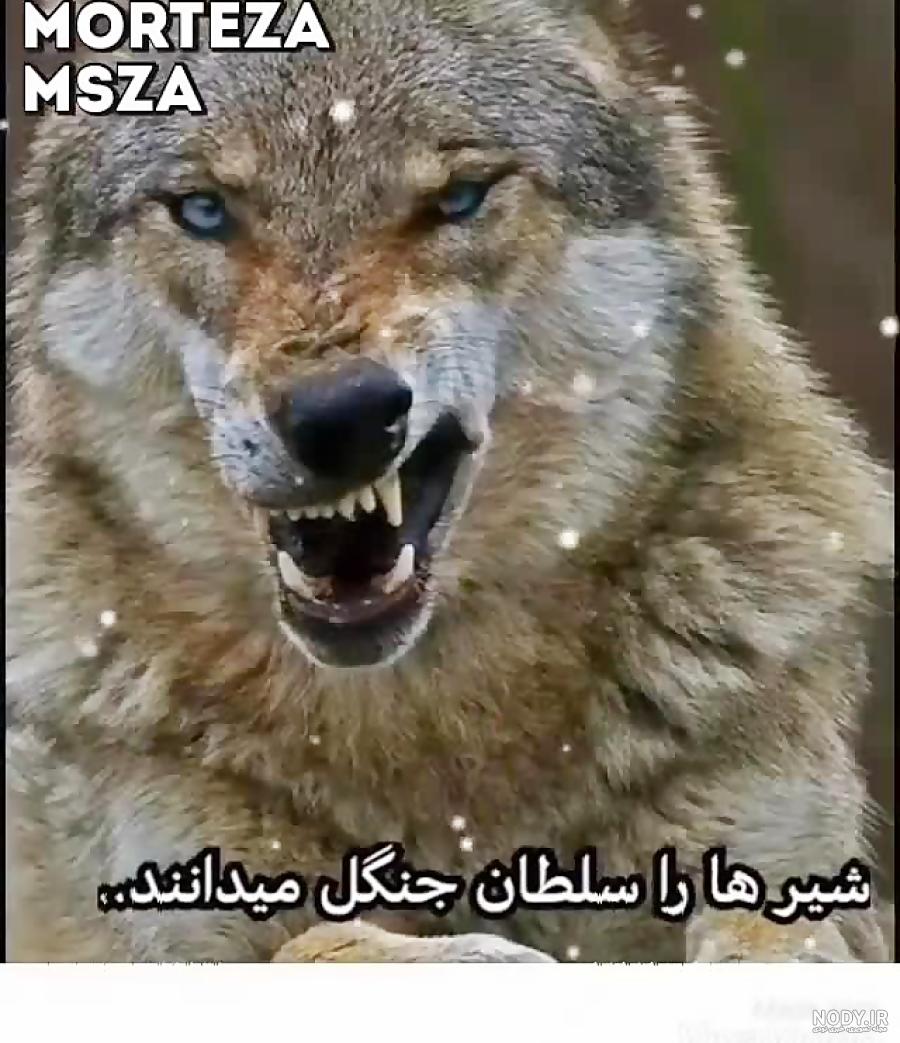 وضعیت واتساپ گرگ