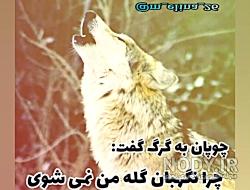 وضعیت واتساپ گرگ باش