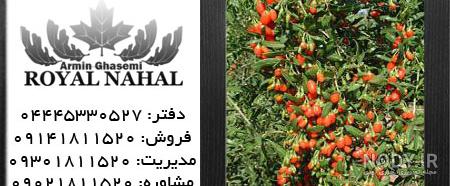 پیوند زدن درخت زرشک