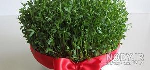 کاشت انواع سبزه کاشت انواع سبزه