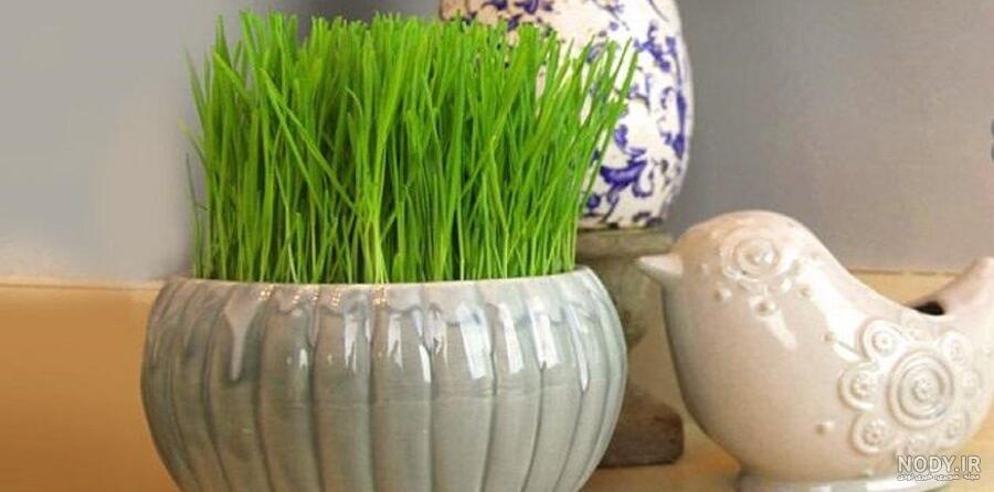 کاشت دانه به برای سبزه عید کاشت دانه به برای سبزه عید