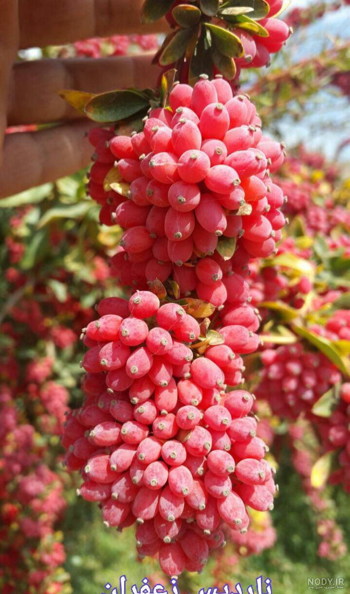 کاشت درخت زرشک سیاه