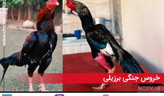کشته شدن خروس لاری در جنگ کشته شدن خروس لاری در جنگ