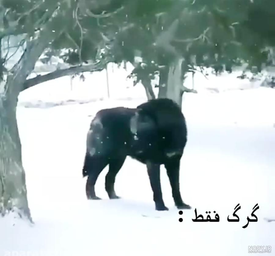 کلیپ تیکه دار گرگ