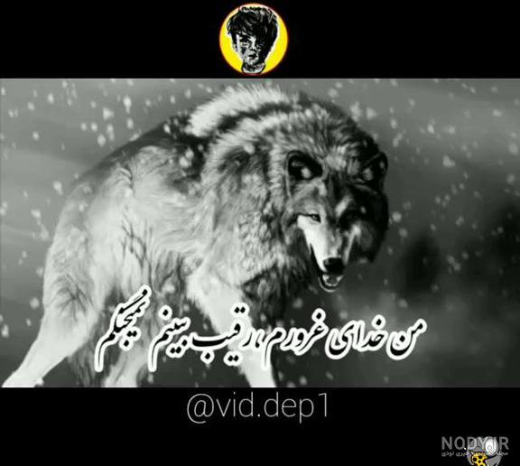 کلیپ گرگ برای وضعیت واتساپ