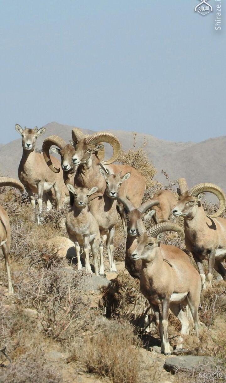 گوشت قوچ کوهی گوشت قوچ کوهی