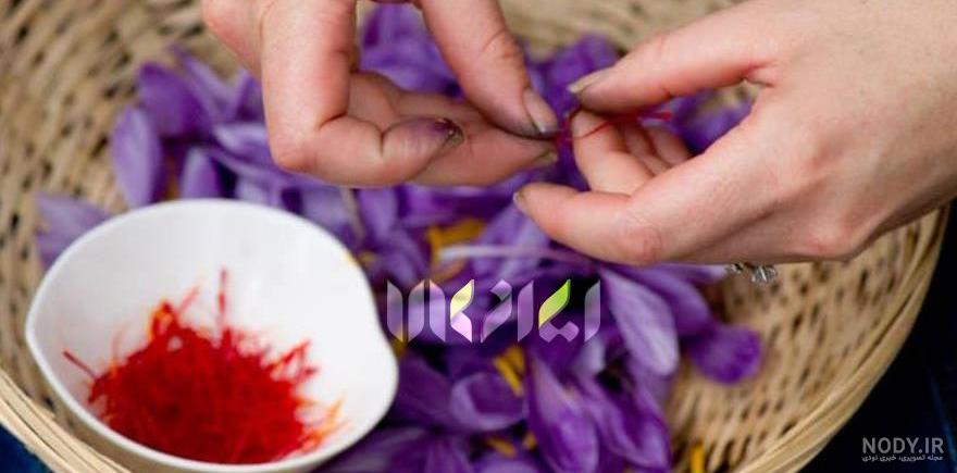 گیاه زعفران تقلبی