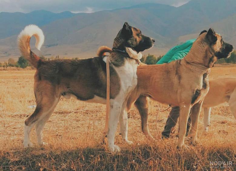بزرگترین سگ نگهبان