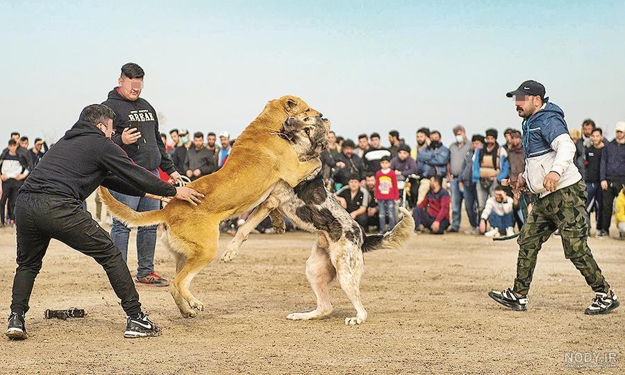 بهترین نژاد سگ برای جنگ