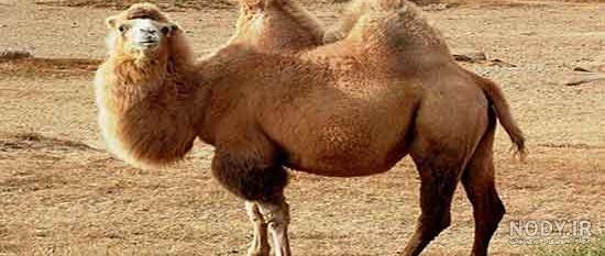 تحقیق درباره شتر تحقیق درباره شتر