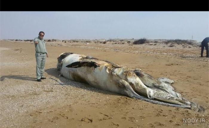 جاهای دیدنی قشم و مراکز خرید جاهای دیدنی قشم و مراکز خرید