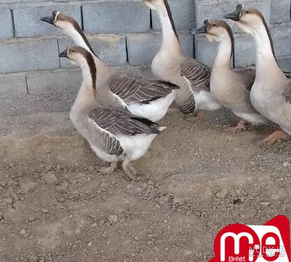 جوجه قوغاز اصل