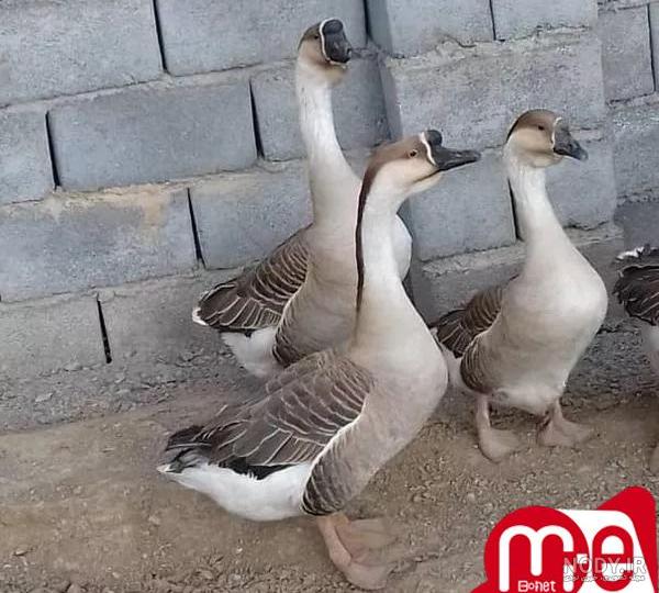 جوجه قوغاز سفید
