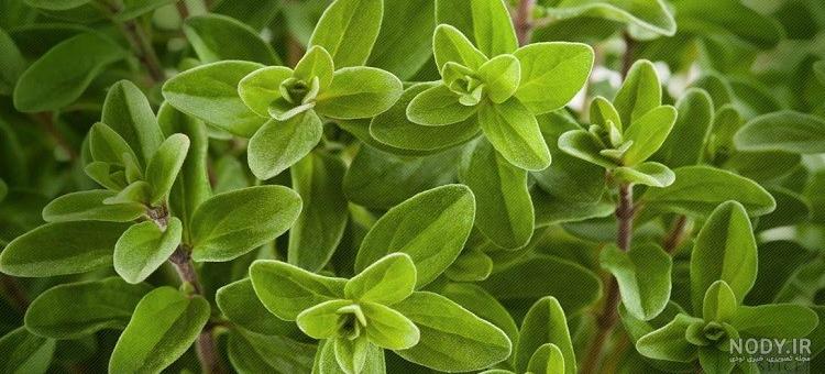 خواص مرزنجوش برای بارداری