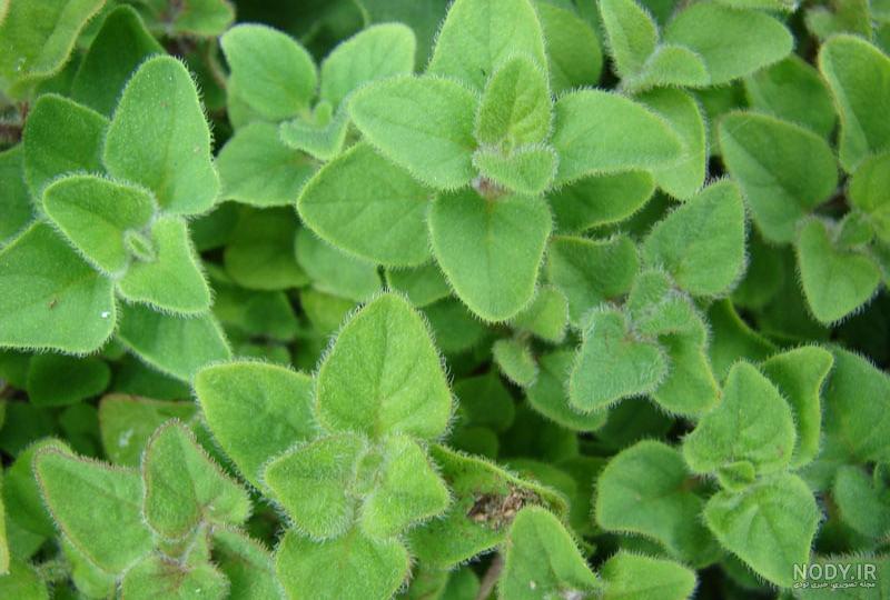خواص مرزنجوش برای رحم