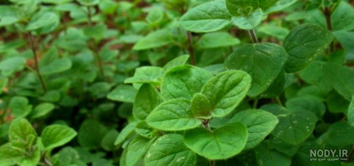 خواص مرزنجوش برای رحم