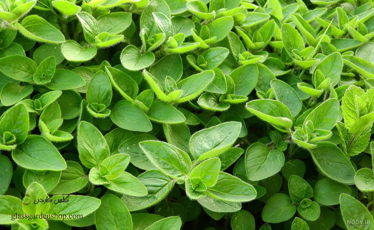 خواص مرزنجوش برای ریه