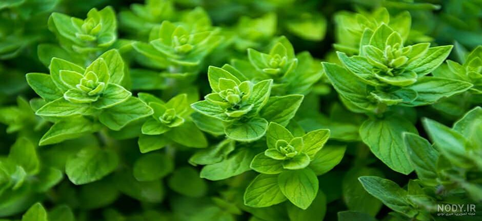 خواص مرزنجوش برای مغز