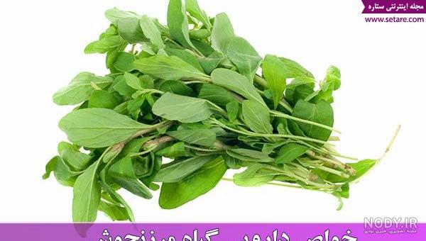 خواص مرزنجوش برای مغز
