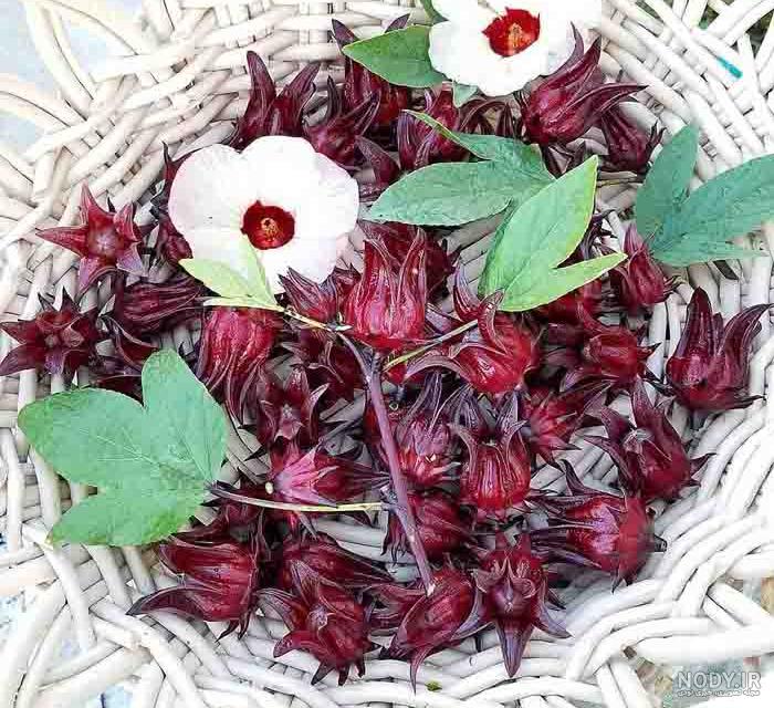 خواص و زمان مصرف چای ترش