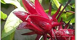 خواص چای ترش برای قلب