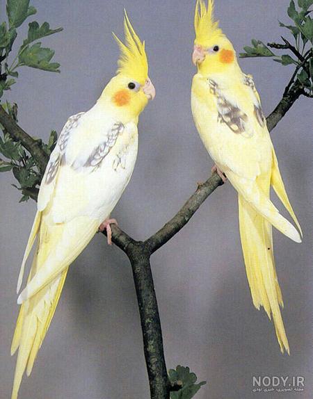 درمان شپش گوسفندی درمان شپش گوسفندی