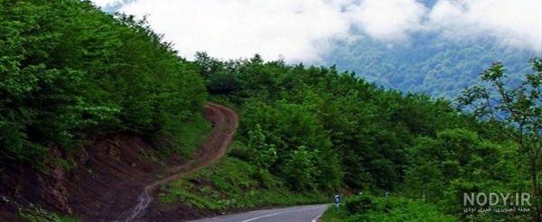 زیباترین جنگل شمال