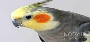سم برای شپش مرغ سم برای شپش مرغ