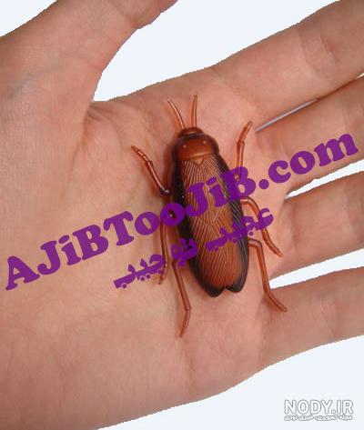 سوسک شوخی سوسک شوخی