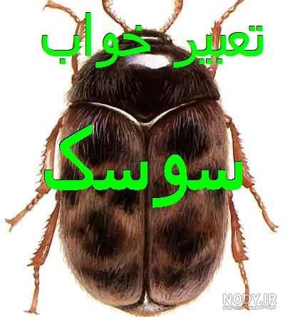 سوسک ها از کجا می آیند سوسک ها از کجا می آیند