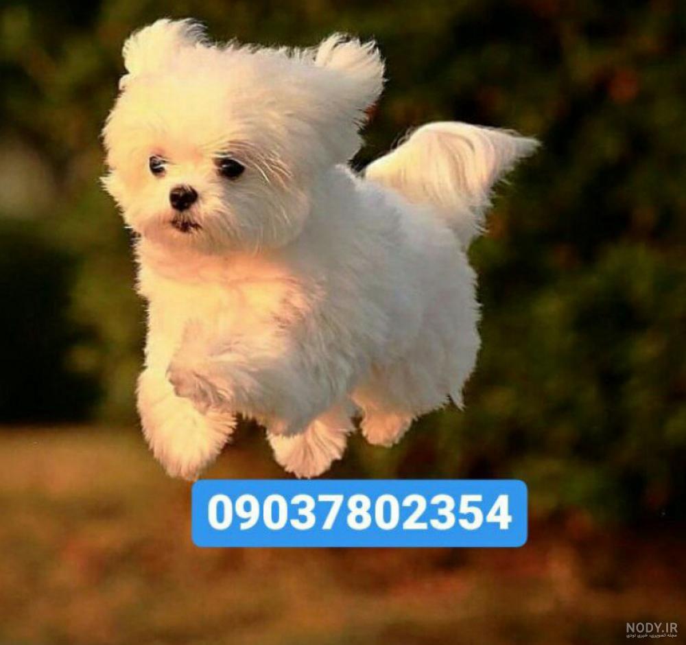 سگ میکس تریر سگ میکس تریر