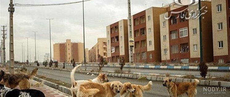 شغال زرد
