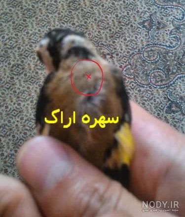 شپش عکس شپش قناری شپش عکس شپش قناری