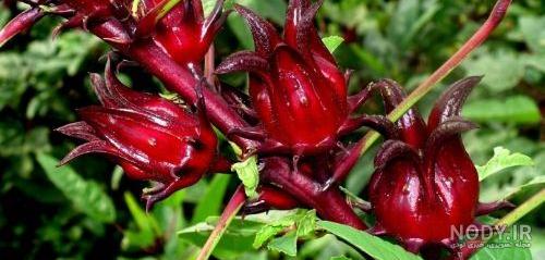طبع چای ترش