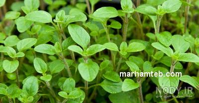 طریقه مصرف مرزنجوش