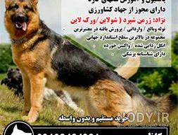 عمر سگ گله عمر سگ گله