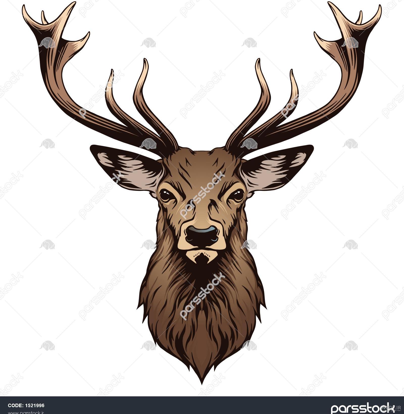 عکس آهو بره