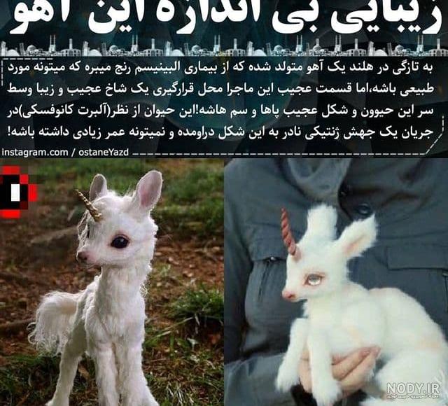 عکس آهو و شیر