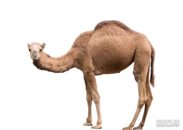 عکس انواع شتر عکس انواع شتر