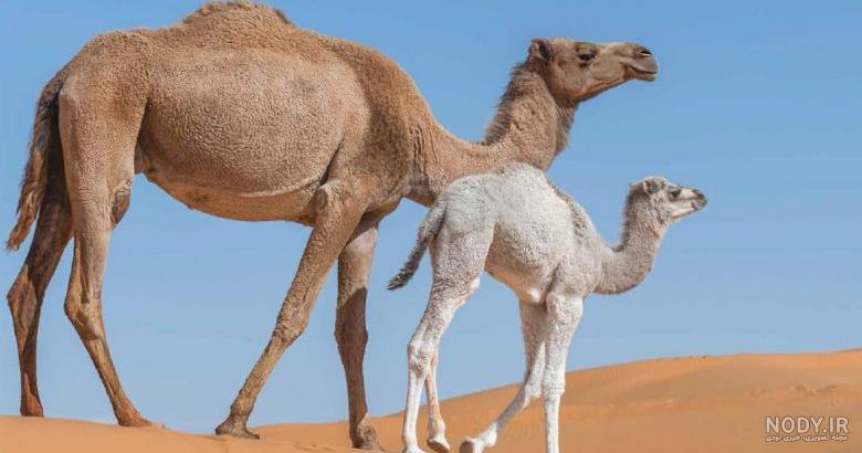 عکس انواع شتر عکس انواع شتر