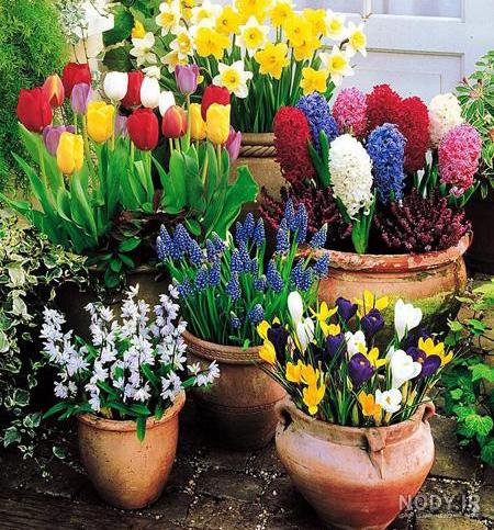عکس بهاری عاشقانه