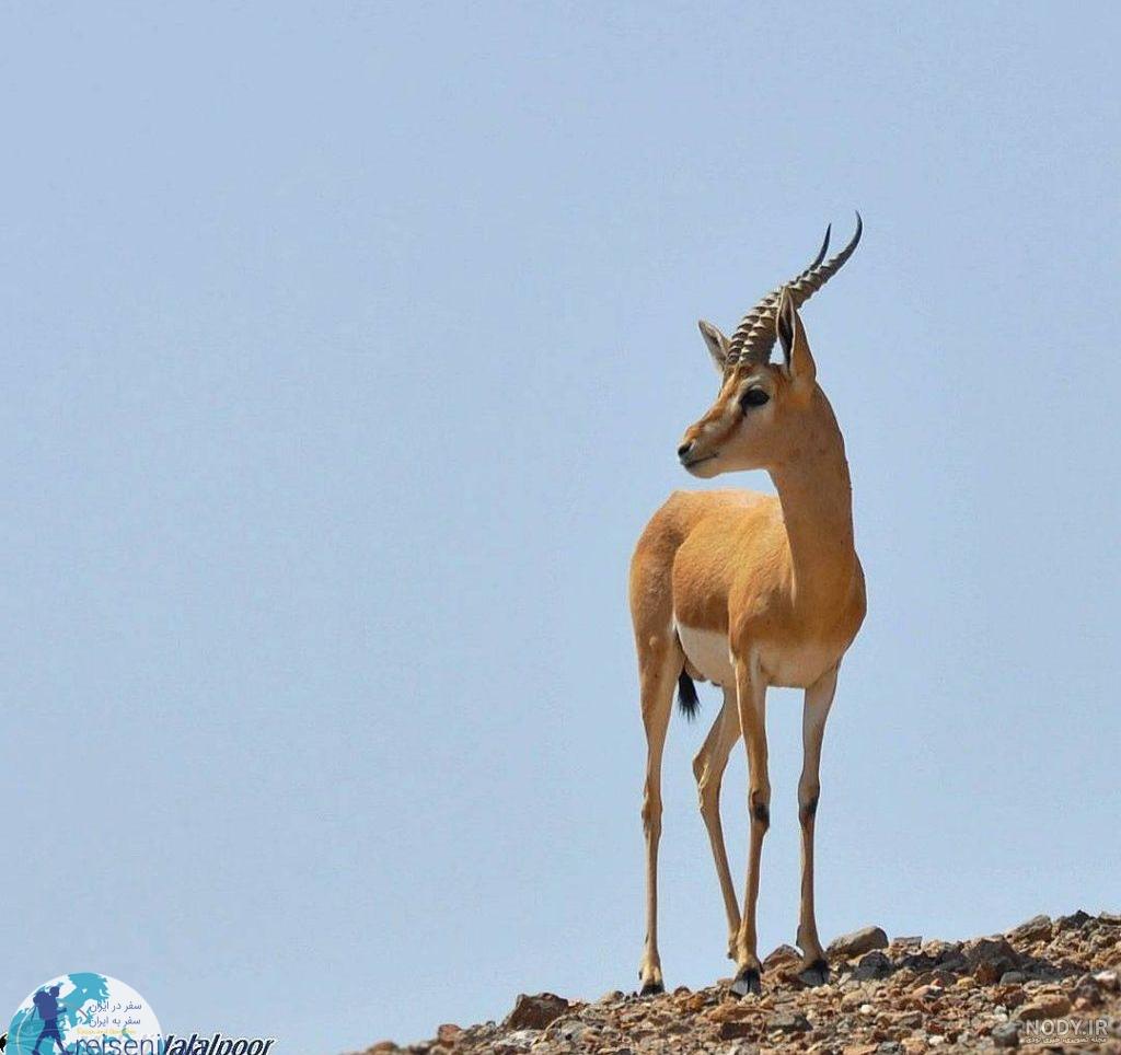 عکس بچه آهوی زیبا
