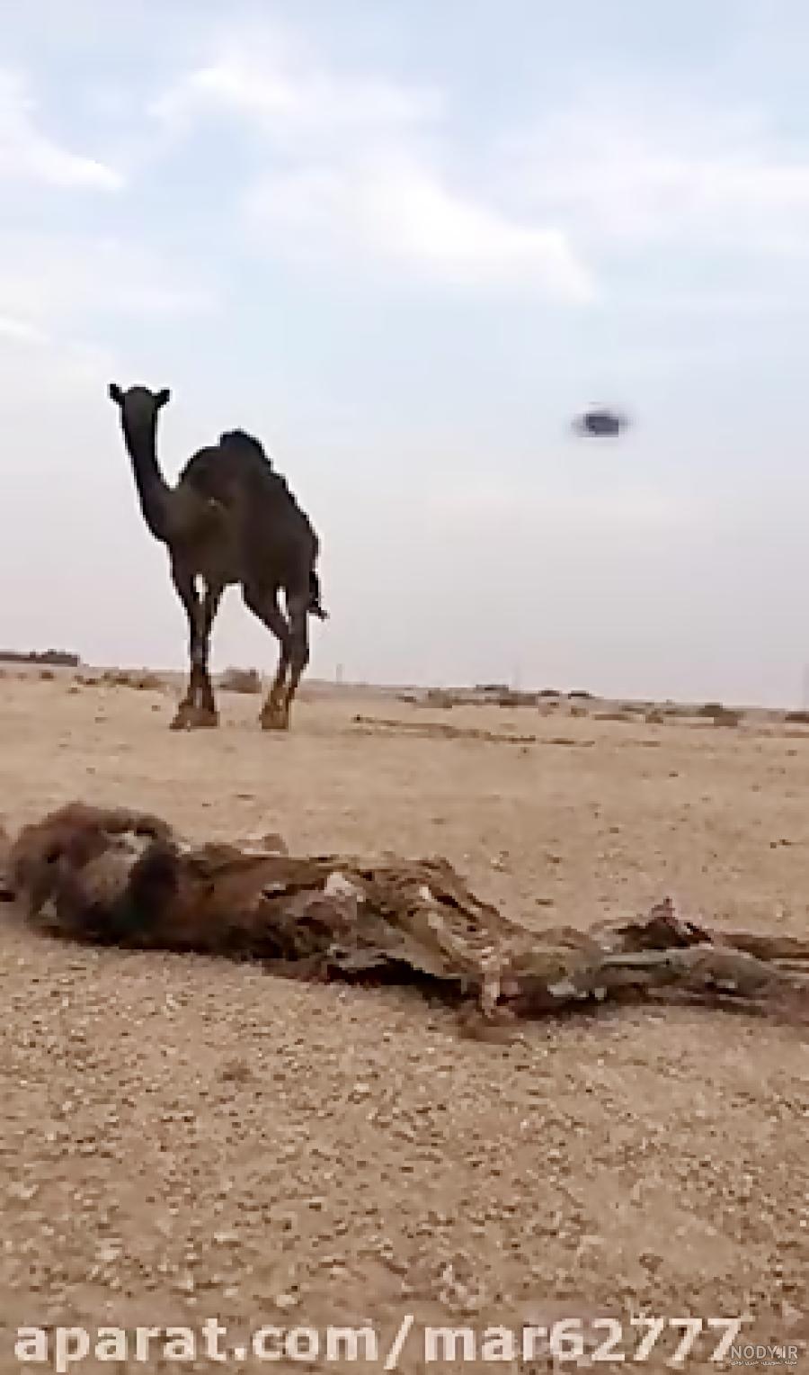 عکس بچه شتر عکس بچه شتر