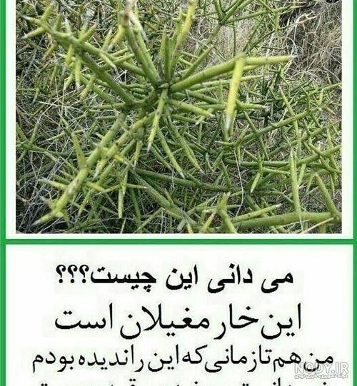 عکس خرابه شام حضرت رقیه