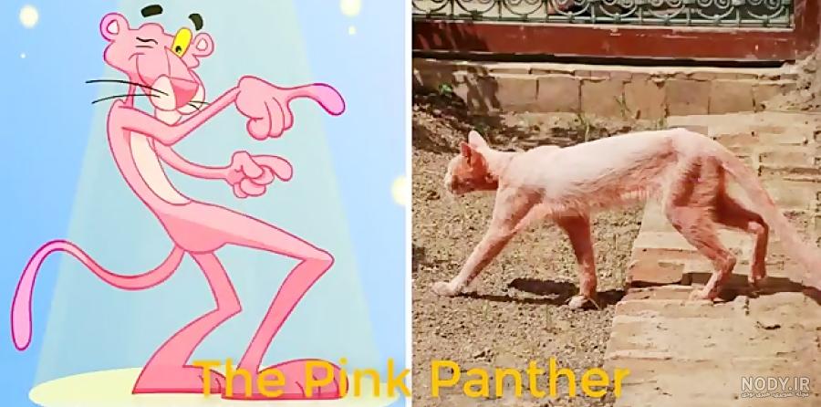 عکس خرگوش واقعی صورتی