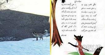 عکس روباه سفید عکس روباه سفید