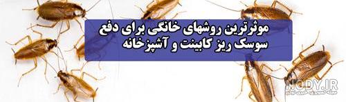 عکس سوسک از نزدیک عکس سوسک از نزدیک