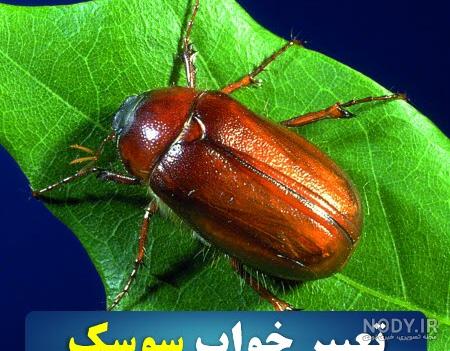 عکس سوسک بالدار عکس سوسک بالدار